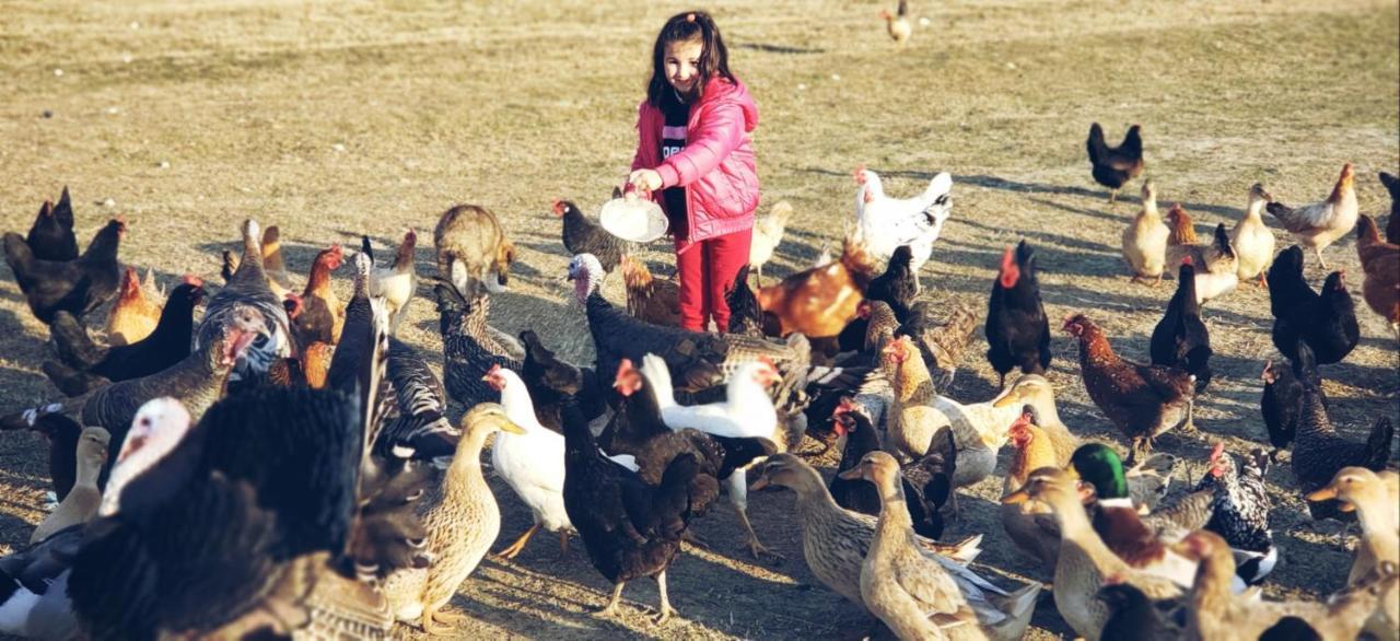 Life On The Farm Parque de Campismo Nepravishte
