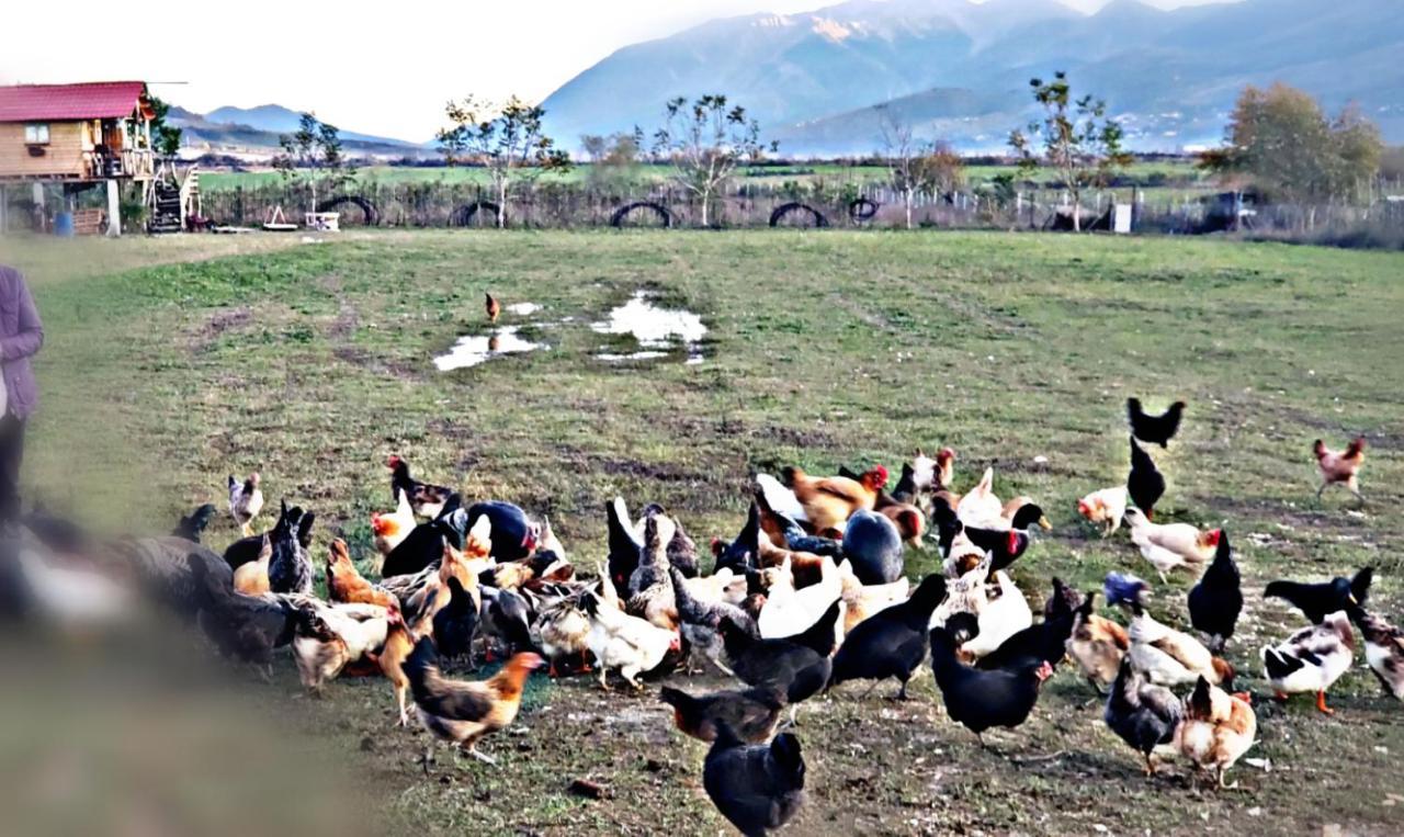 Life On The Farm Parque de Campismo Nepravishte
